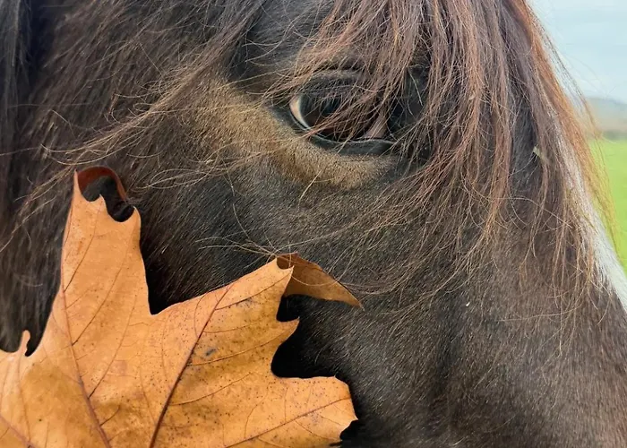 Ξενοδοχείο Le Saint-pierre 3*