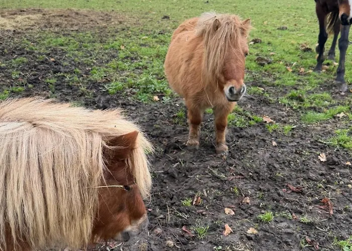 Le Saint-pierre Ξενοδοχείο Mézidon-Canon